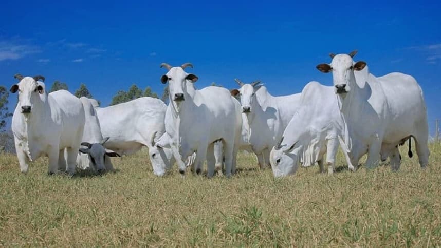 FAERJ e Sindicato Rural se destacam na Expo Girolando 2026