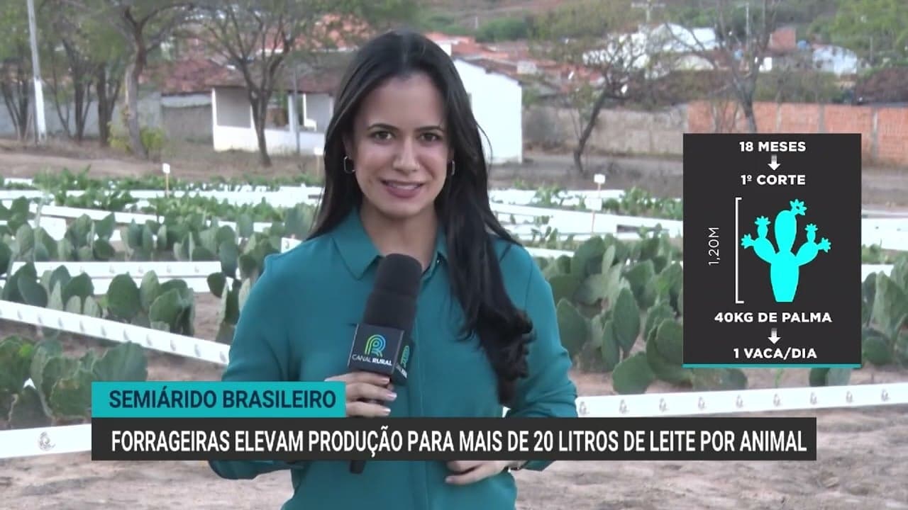 CNA SENAR leva tecnologia forrageira ao semiárido para pecuaristas