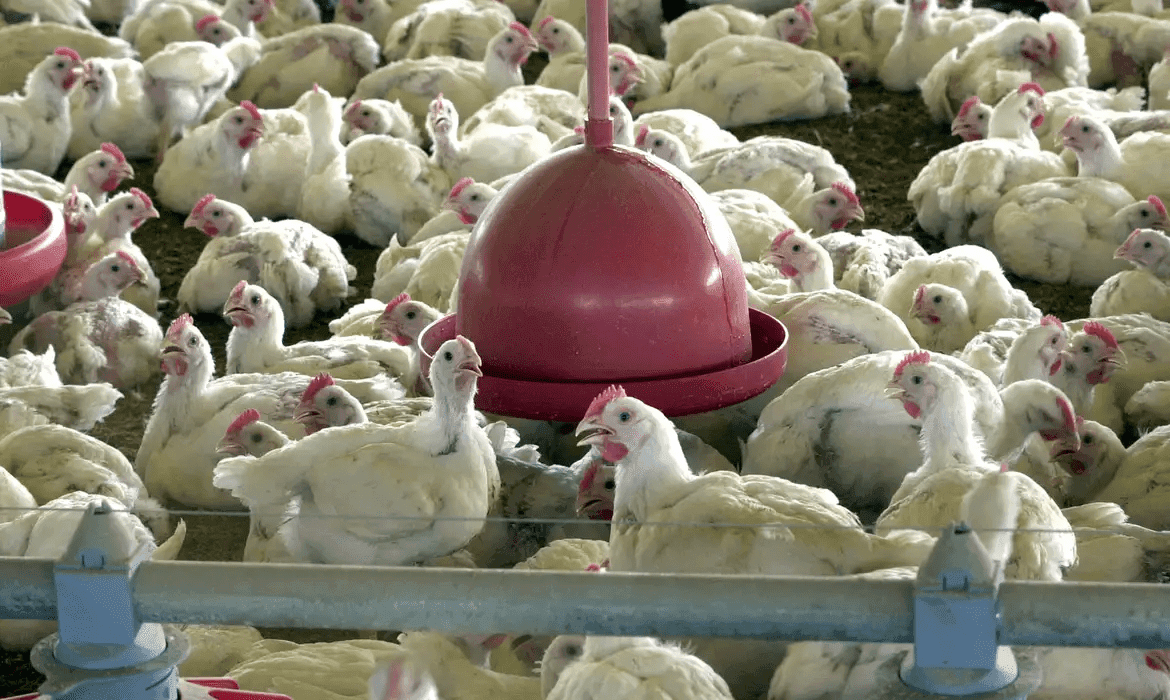 Gripe aviária H5N1 ameaça agronegócio e saúde pública