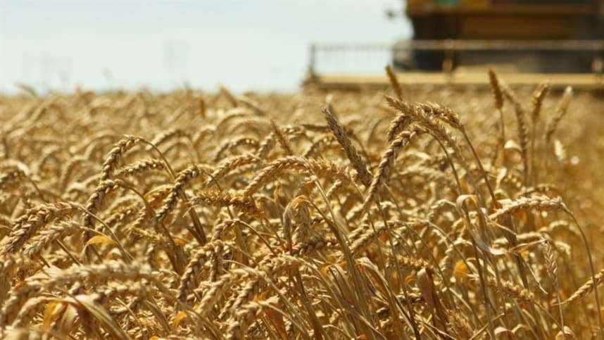 Produção de trigo no Brasil cai 26% em 2026