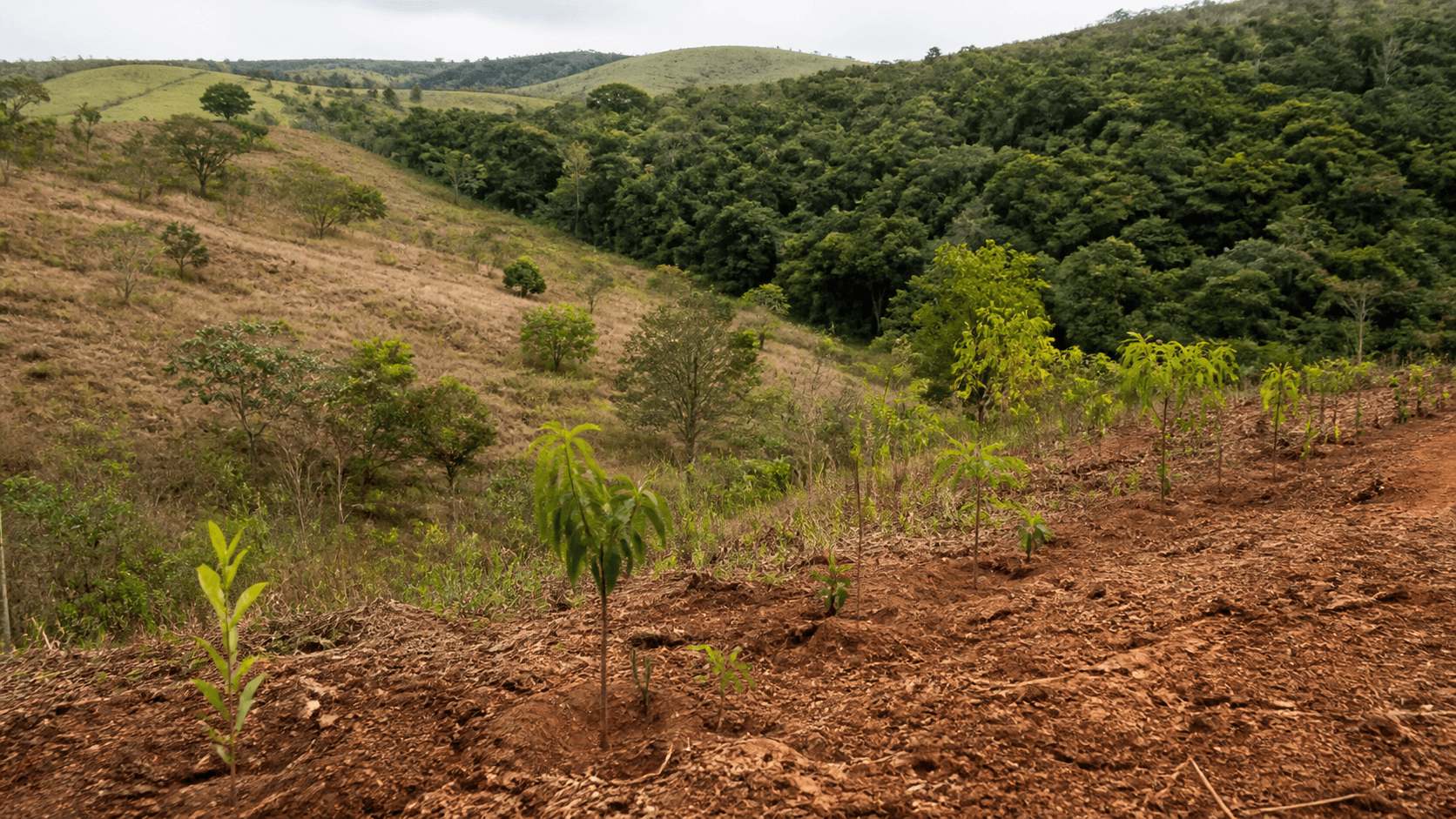 BNDES e Heineken selecionam projetos para restauração em Pernambuco
