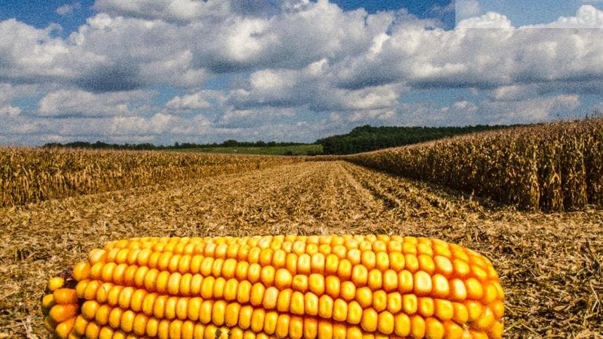Mercado de milho em baixa por clima nos EUA e na Europa
