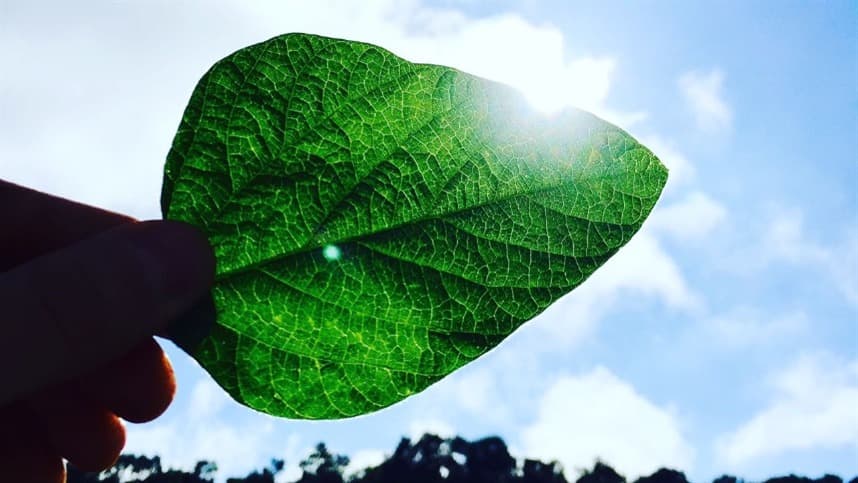 Preço da soja sobe em estados selecionados