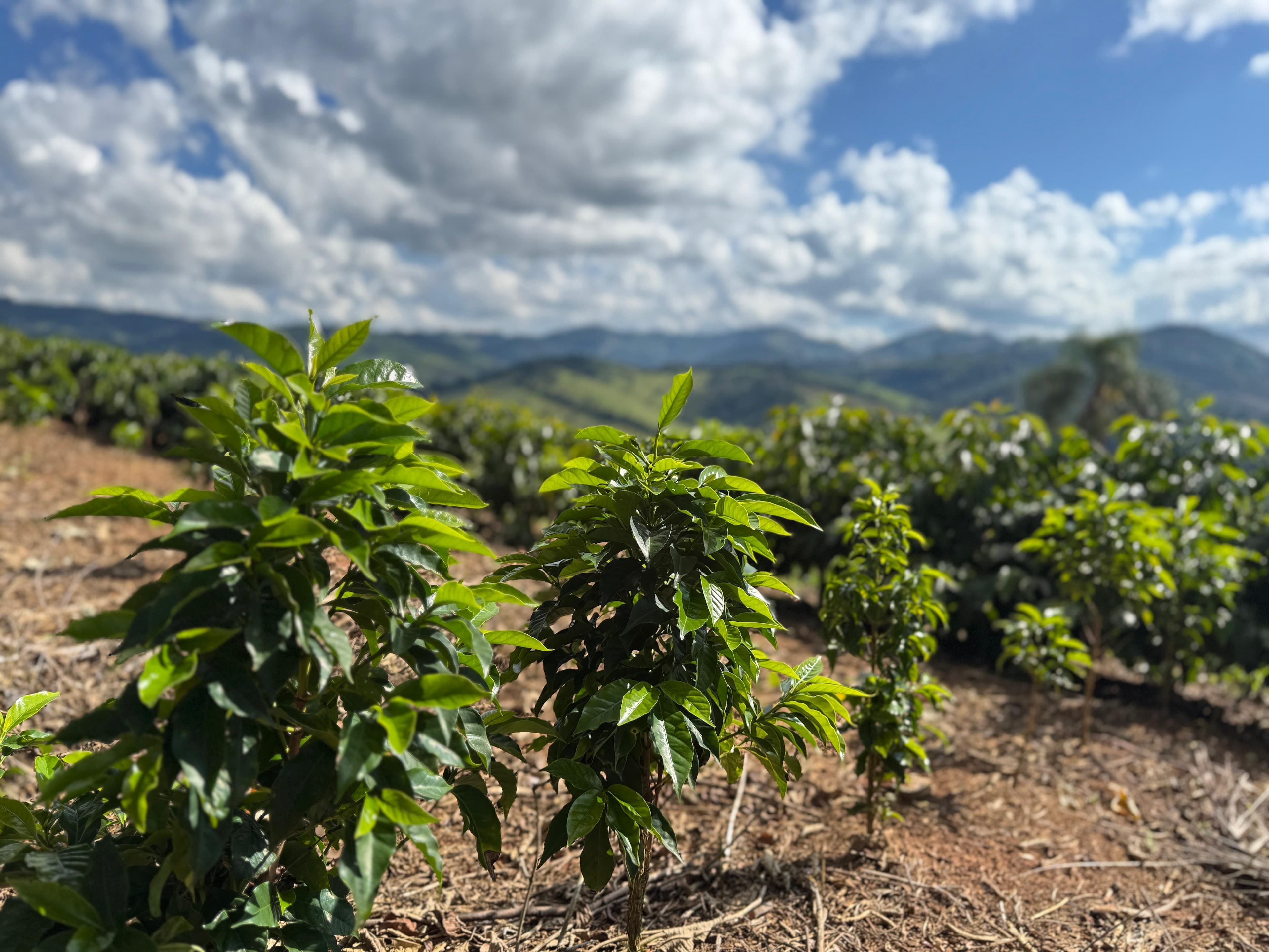 Produtor mineiro lança café raro por R$ 90 mil a saca