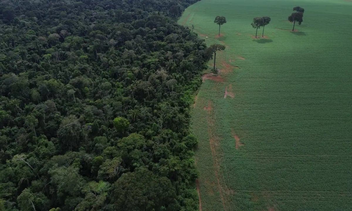 Holanda anuncia repasse de 500 milhões ao Fundo Florestas Tropicais