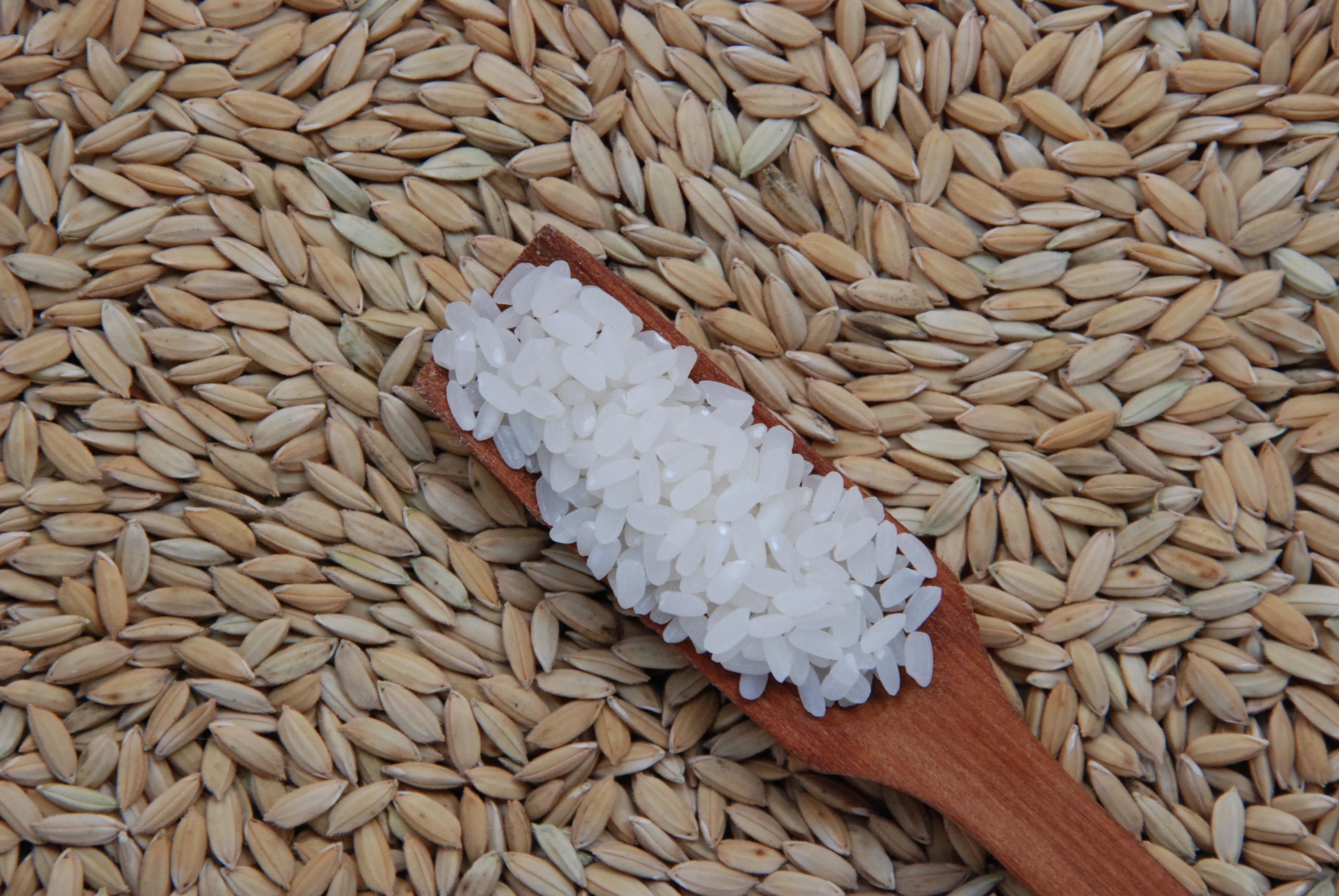 Mercado de arroz oscilante no Brasil apesar de preços em recuperação