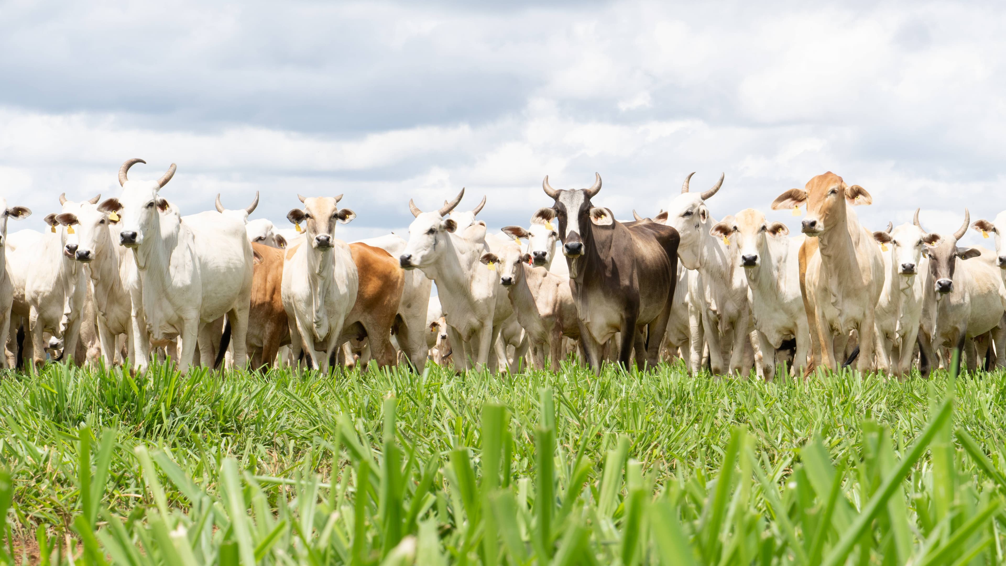 Exportadores brasileiros pedem apoio financeiro ao governo