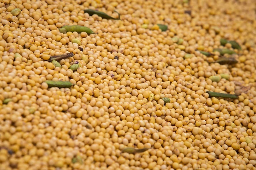 Abiove estima crescimento moderado na produção de soja no Brasil