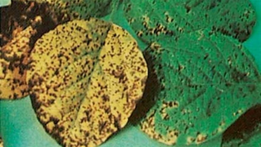 Mancha-parda na soja pode causar grandes perdas produtivas