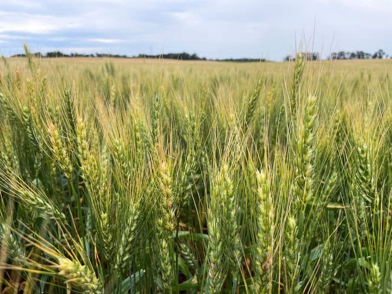 Rússia inicia exportação de trigo para Irã pelo Mar Cáspio