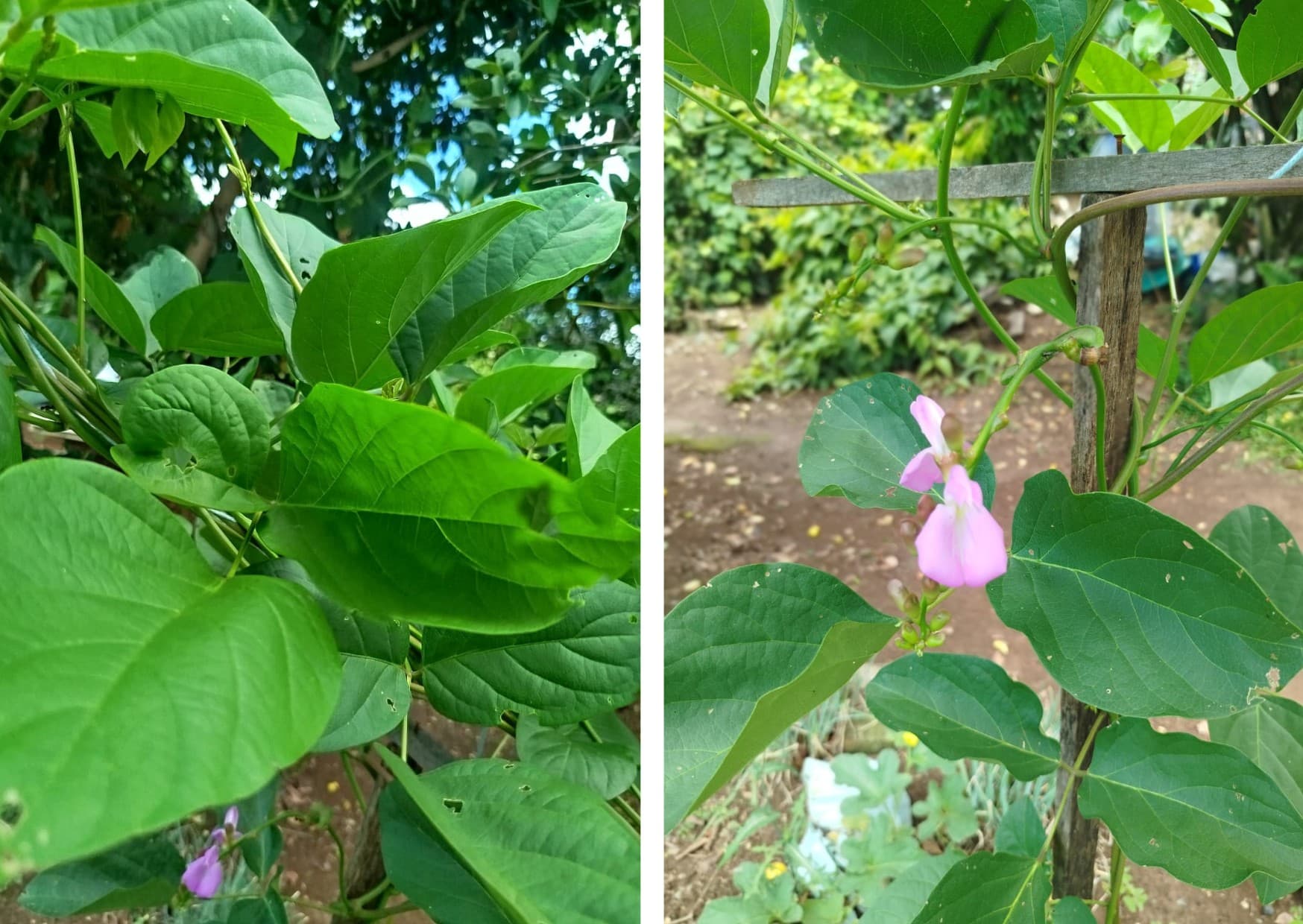 Feijão-de-porco: qualidade e preparação explicadas para consumidores