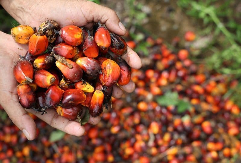 Queda nas importações de óleo de palma afeta mercado indiano