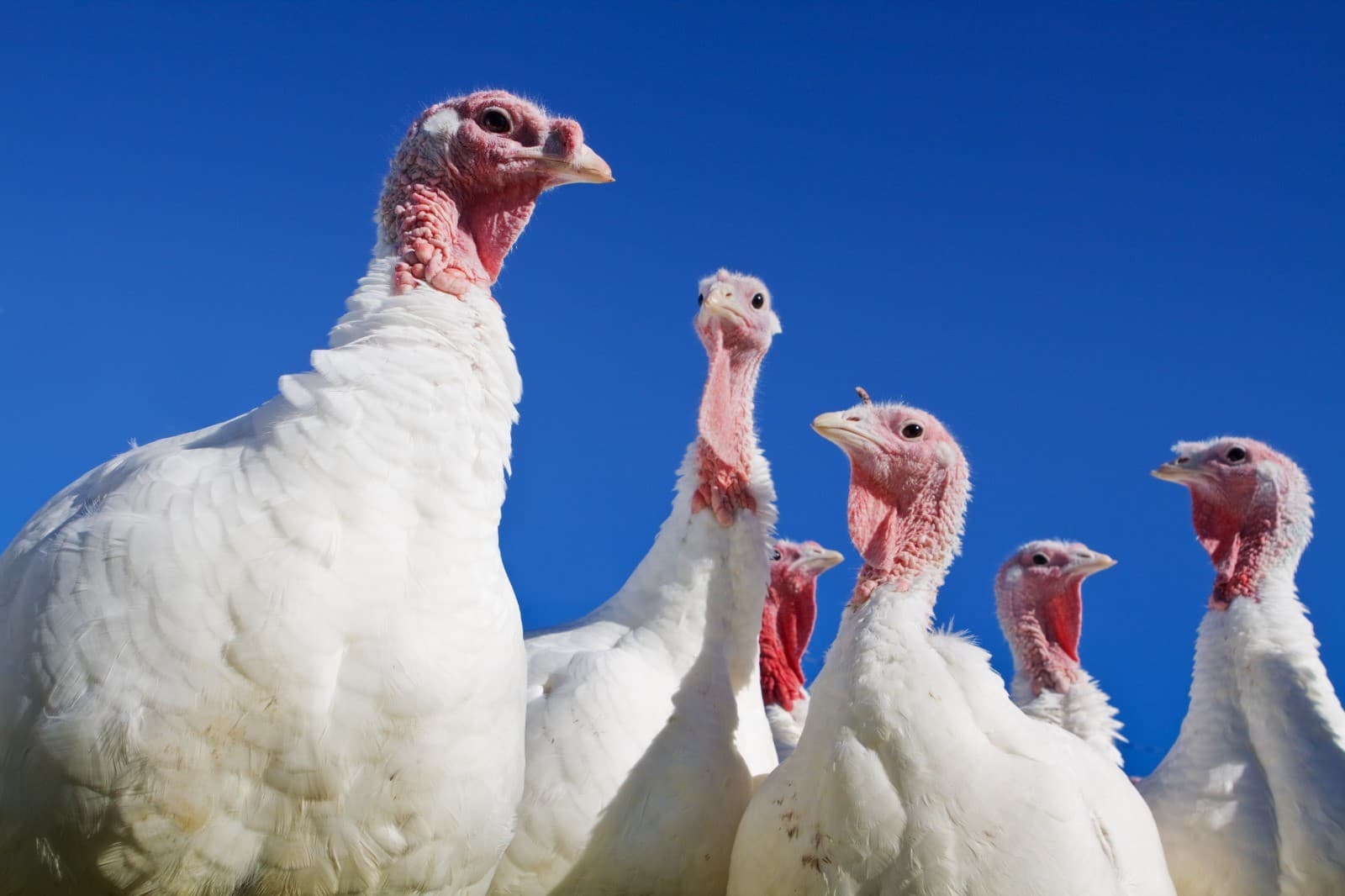 Arábia Saudita suspende importações de carne de frango de Santa Catarina