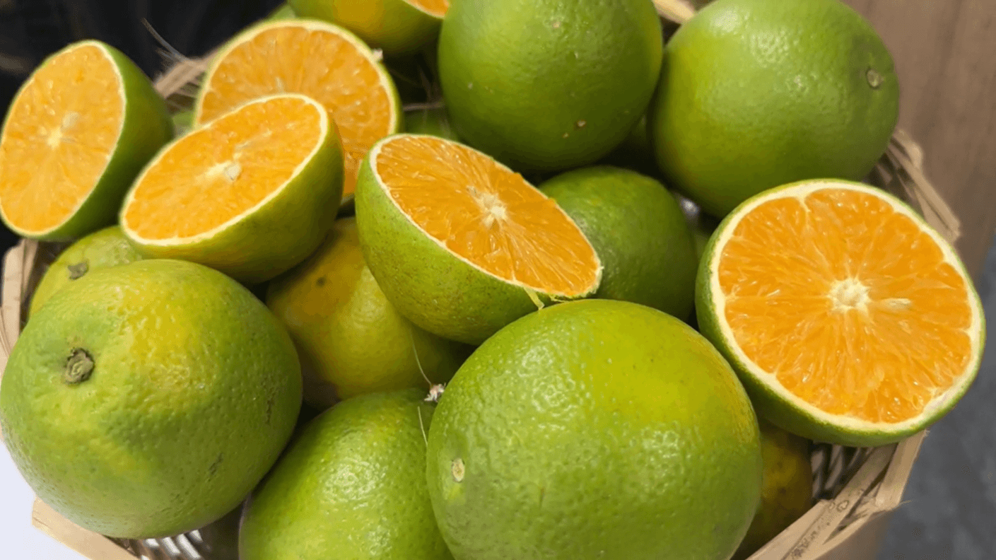 Produção de laranjas na Flórida deve cair 23% na safra 2027/28