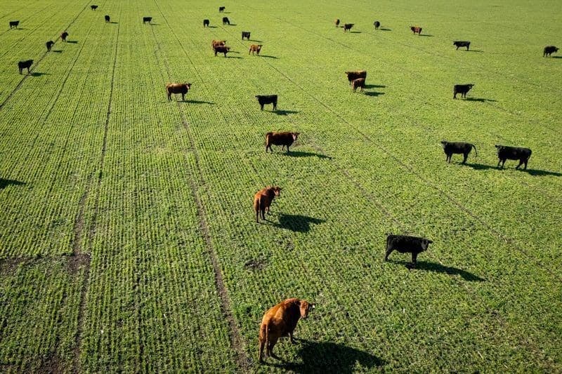 Governo busca resolver impasse sobre exportação de carnes à UE