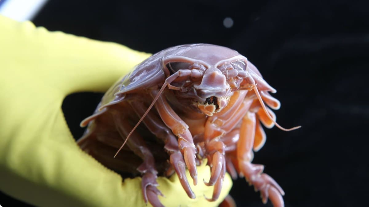 Estudo revela adaptabilidade de isópodes do fundo do mar à escassez de alimentos