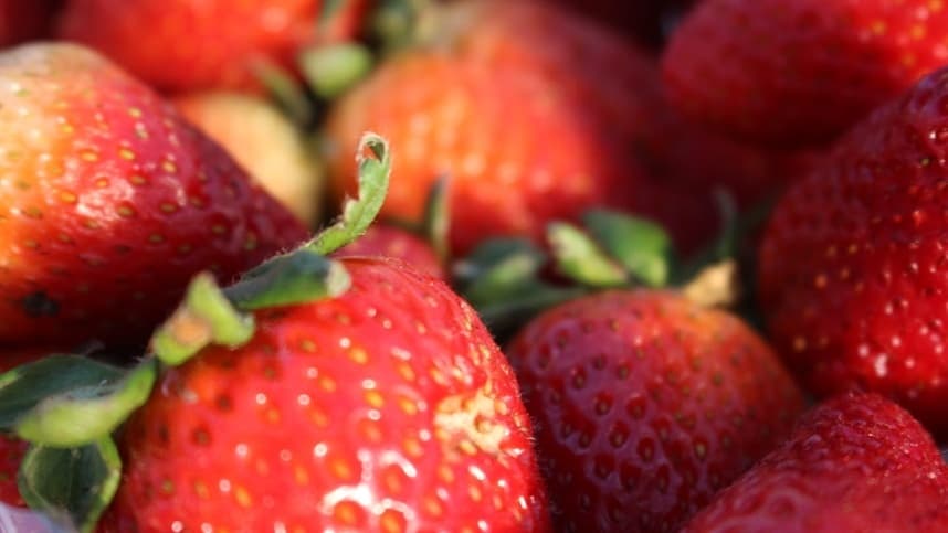 Produção de Morango no RS: Desafios em Caxias do Sul e Avanços em Pelotas