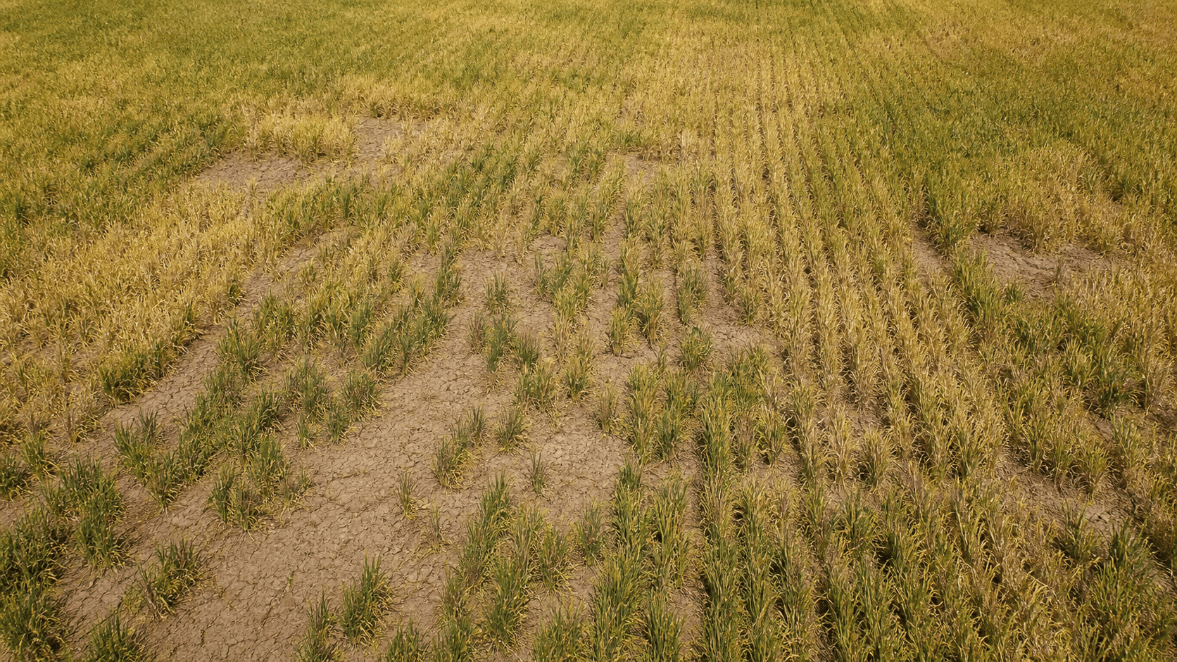 Produção de trigo nos EUA é a mais baixa em 25 anos