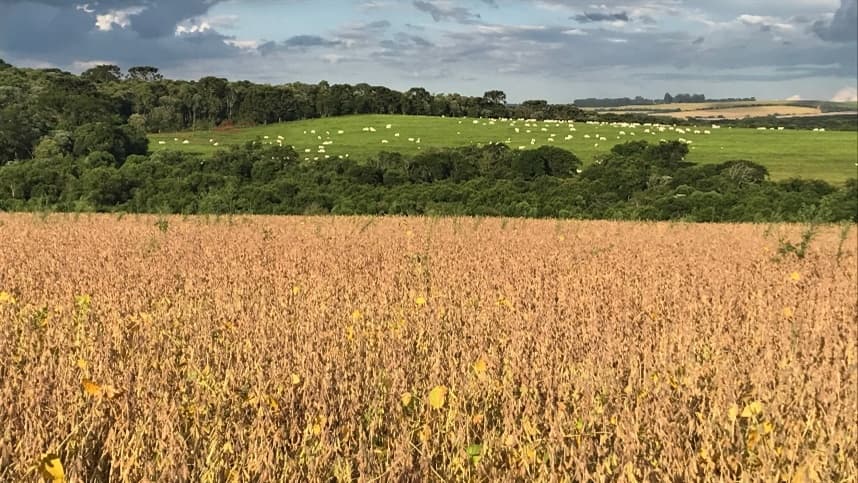 Produtores de carbono aguardam ansiosos por regulamentação do mercado