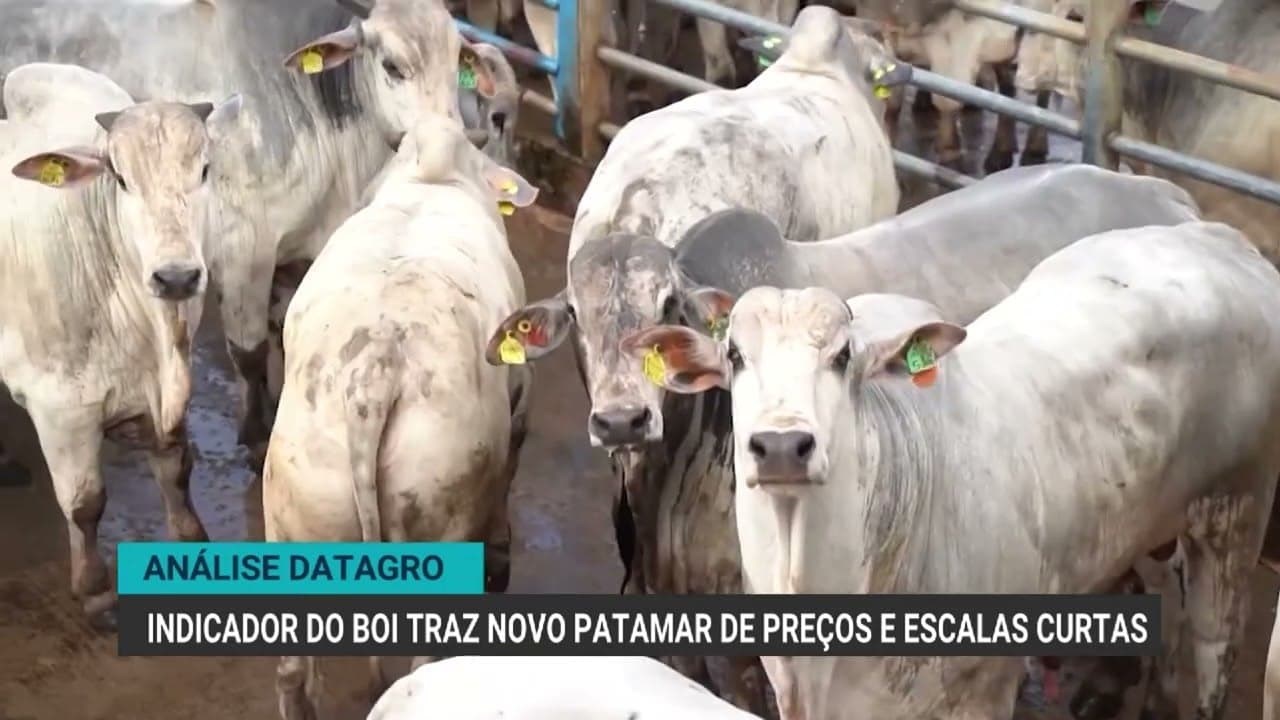 Mercado do boi gordo atinge cotações próximas de R$ 380 por arroba