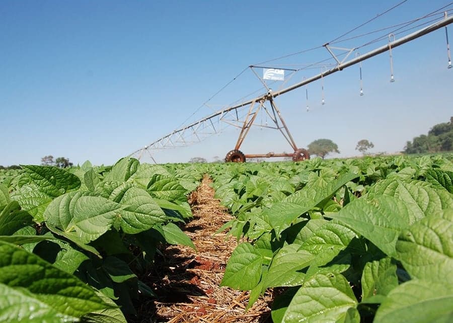 Inoculante BiomaPhos pode revolucionar a adubação na agricultura