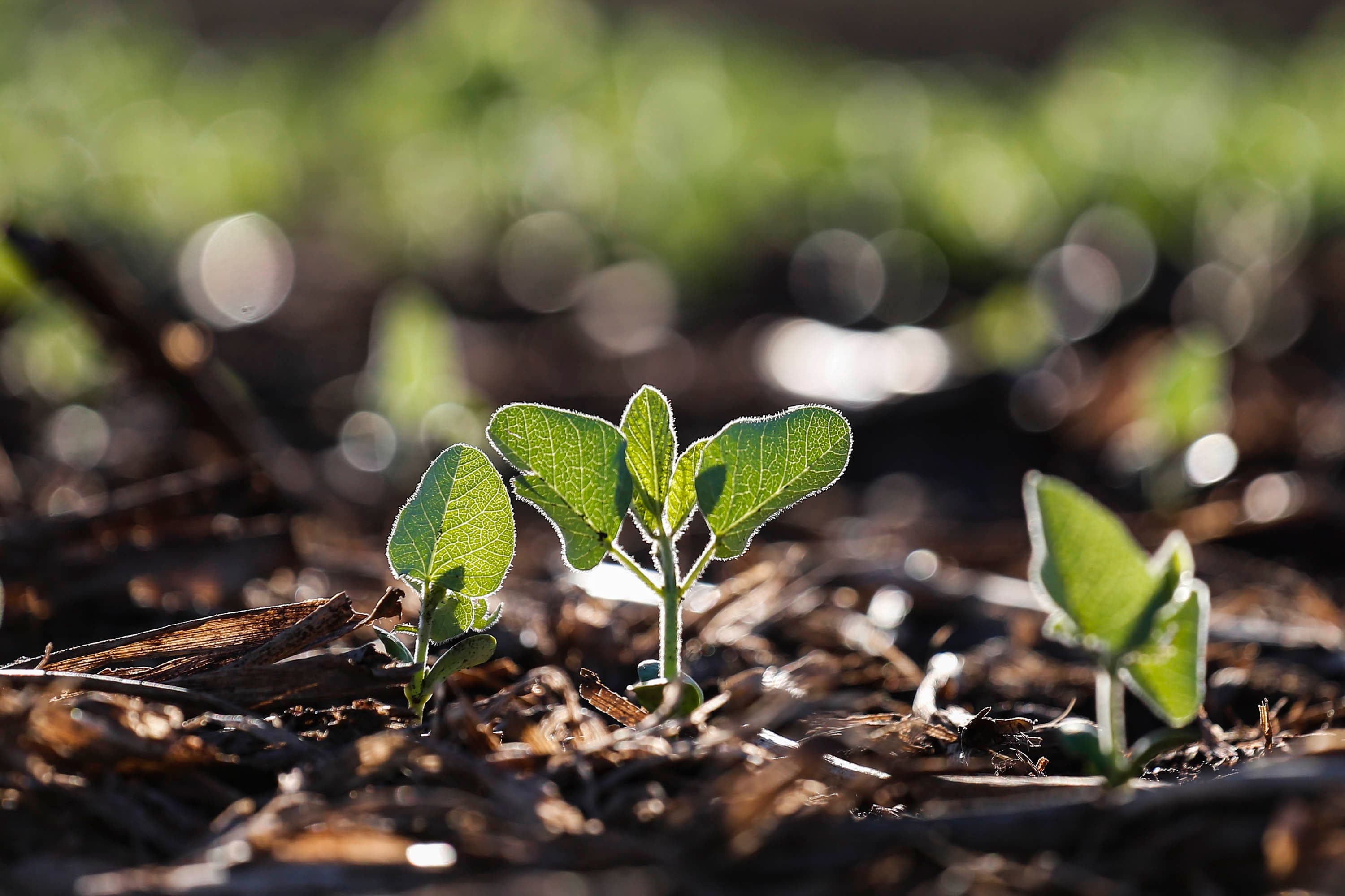 Soja da safra 2026/27 avança para 15% da área plantada no Brasil