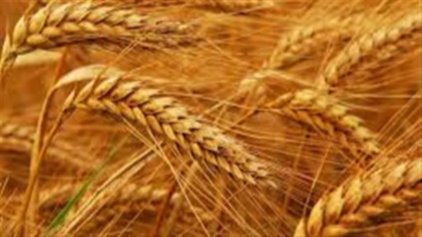 Mercado de trigo no Sul enfrenta lentidão e dificuldades operacionais