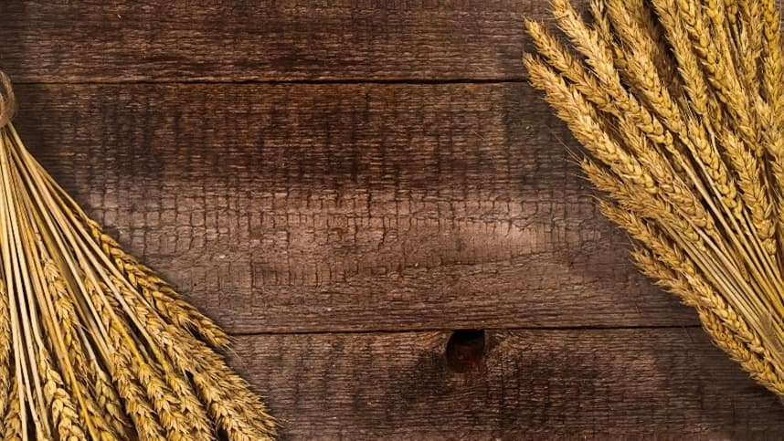 Cotações do trigo apresentam ligeira alta