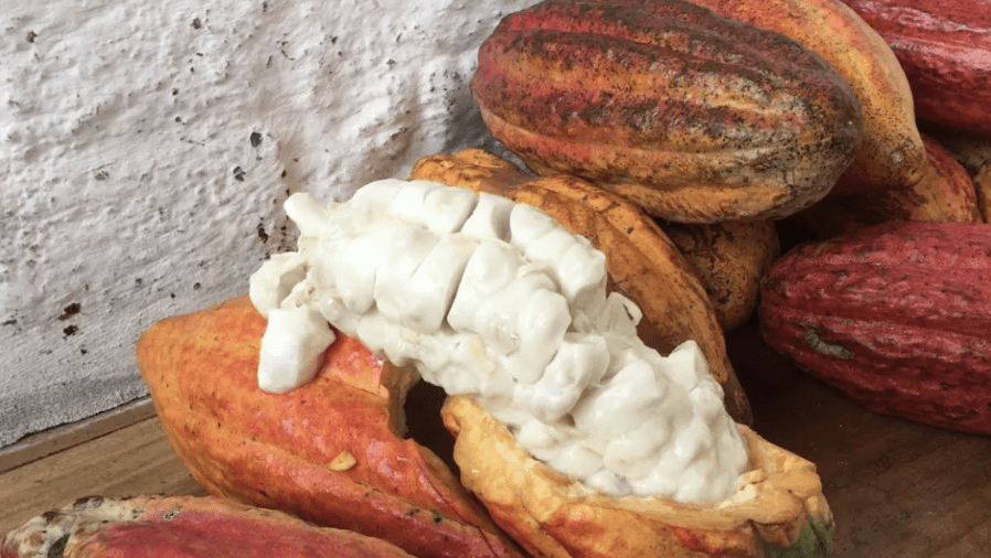 Preços de cacau e café sobem devido a tensões no Estreito de Ormuz