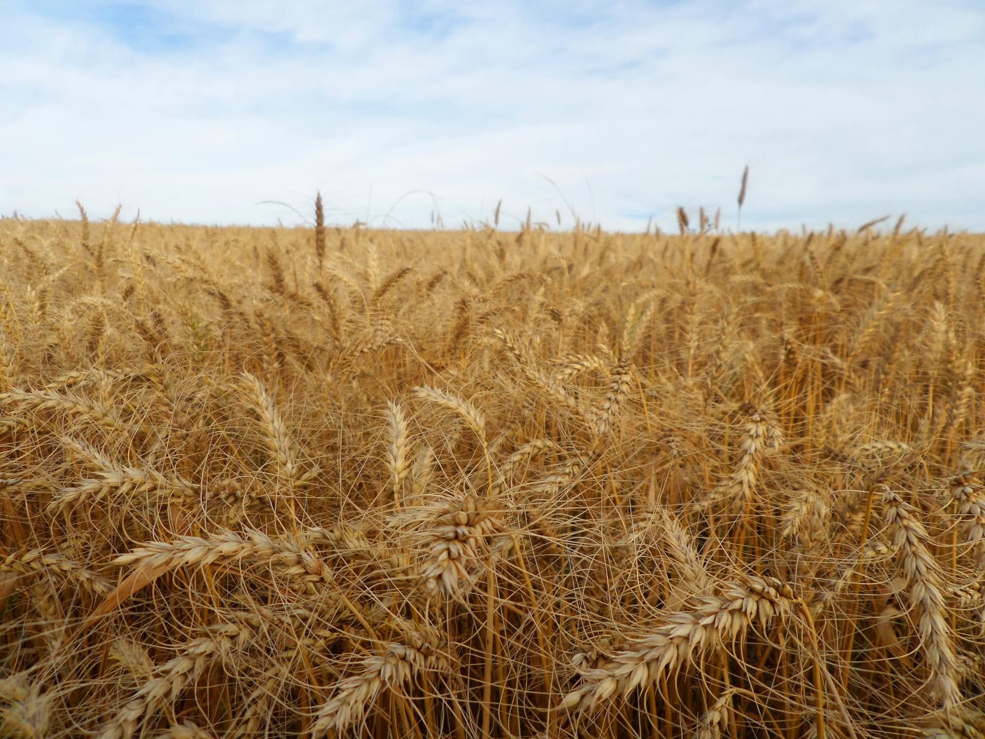 Produção de trigo no Brasil deve cair 20% na safra 2026/27