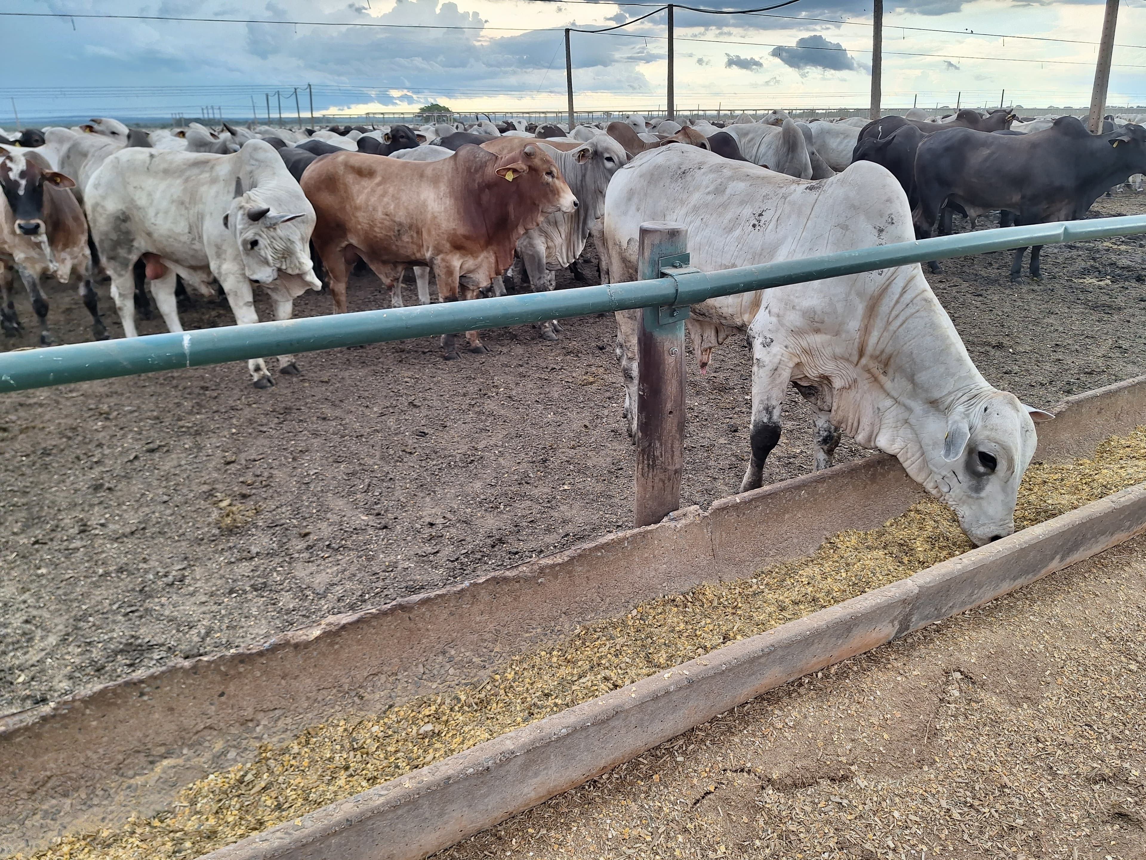 Ministério da Agricultura proíbe uso de aditivos com antimicrobianos