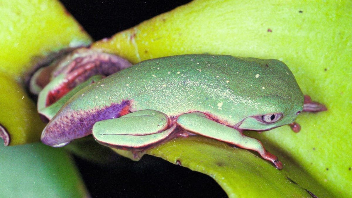 Estudo revela mortandade de anfíbios por ranavirose na Mata Atlântica