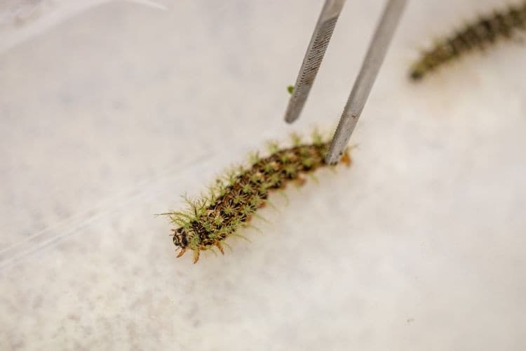 Cuidado com taturanas: venenosas e perigosas, alerta Butantan