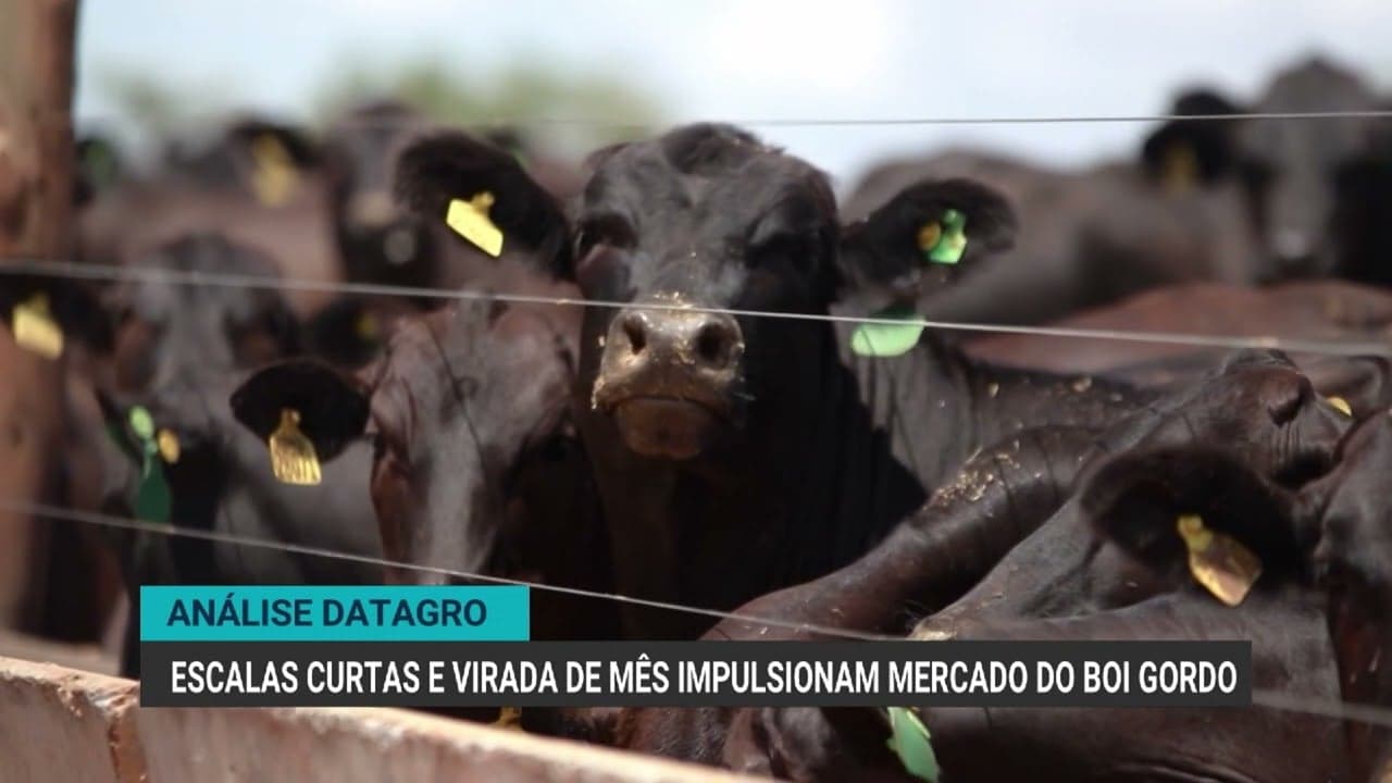 Mercado do boi gordo avança com consumo interno forte