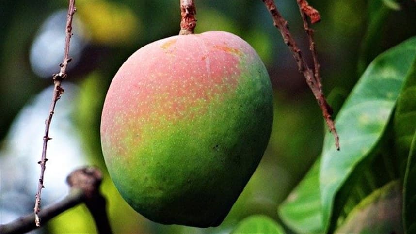 Fruit Attraction 2026 destaca potencial de exportação do Brasil no mercado de frutas