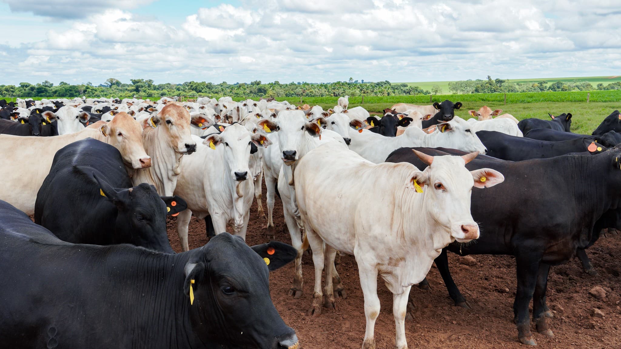 SEEG propõe 37 ações para reduzir emissões de metano no Brasil