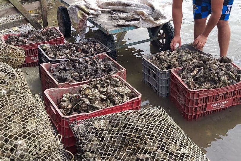 Crise na ostreicultura em Santa Catarina afeta produção de ostras