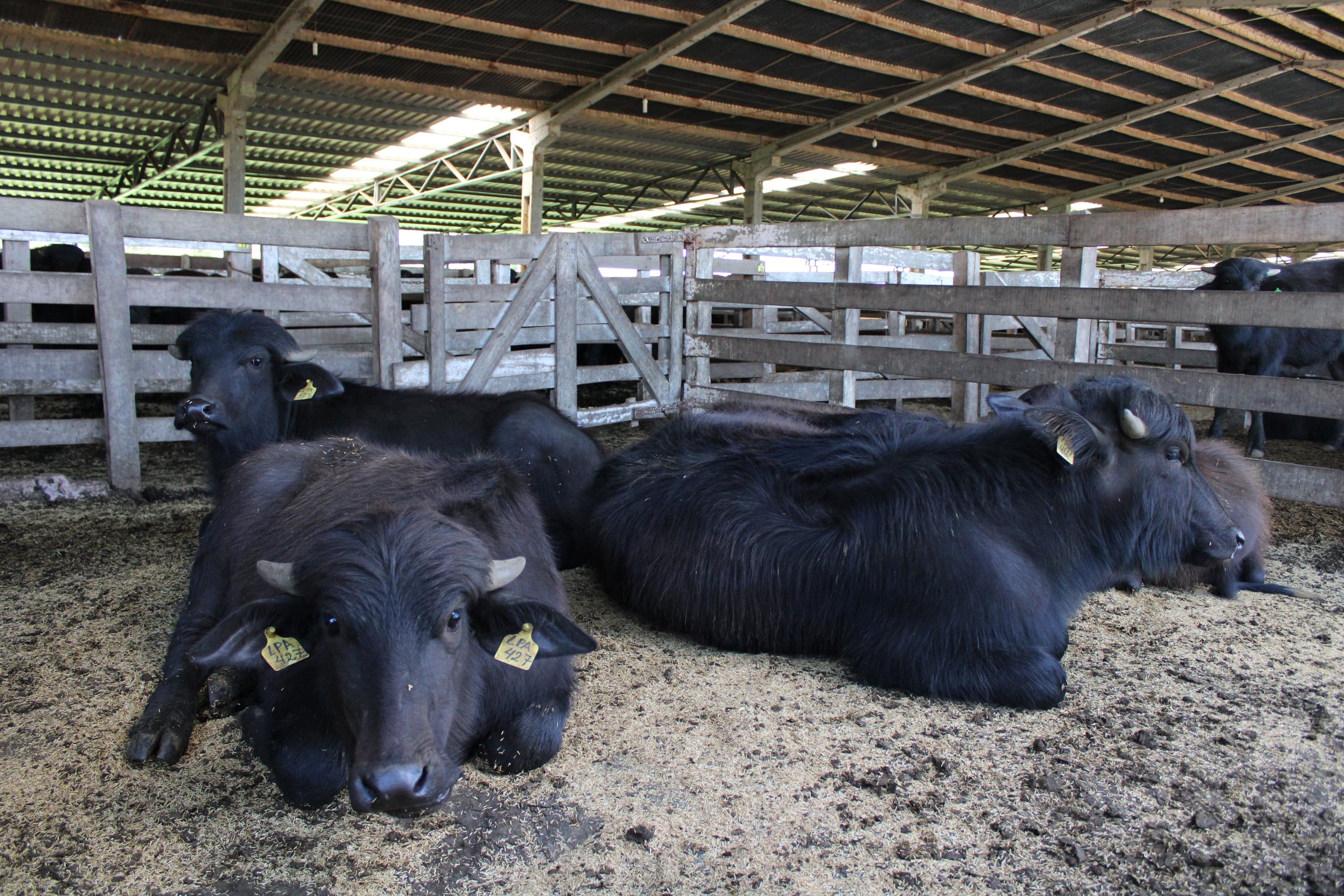 Búfalos mais recentes produzem 116% mais leite, revela ABCB