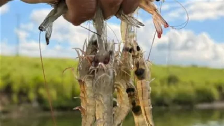 CNA discute espécies invasoras e importação de pescados em reunião