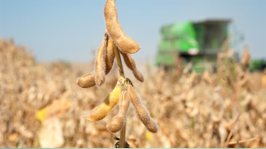 Mercado agrícola global reage a clima e geopolítica em agosto