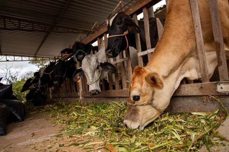 Programa entrega cardápio forrageiro para produtores do Semiárido