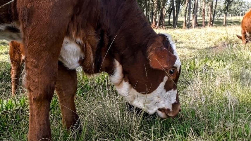 Pecuaristas do Sul devem se preparar para efeitos do El Niño