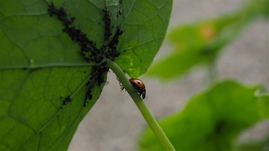Biológico é adotado em 60% das propriedades rurais no Brasil