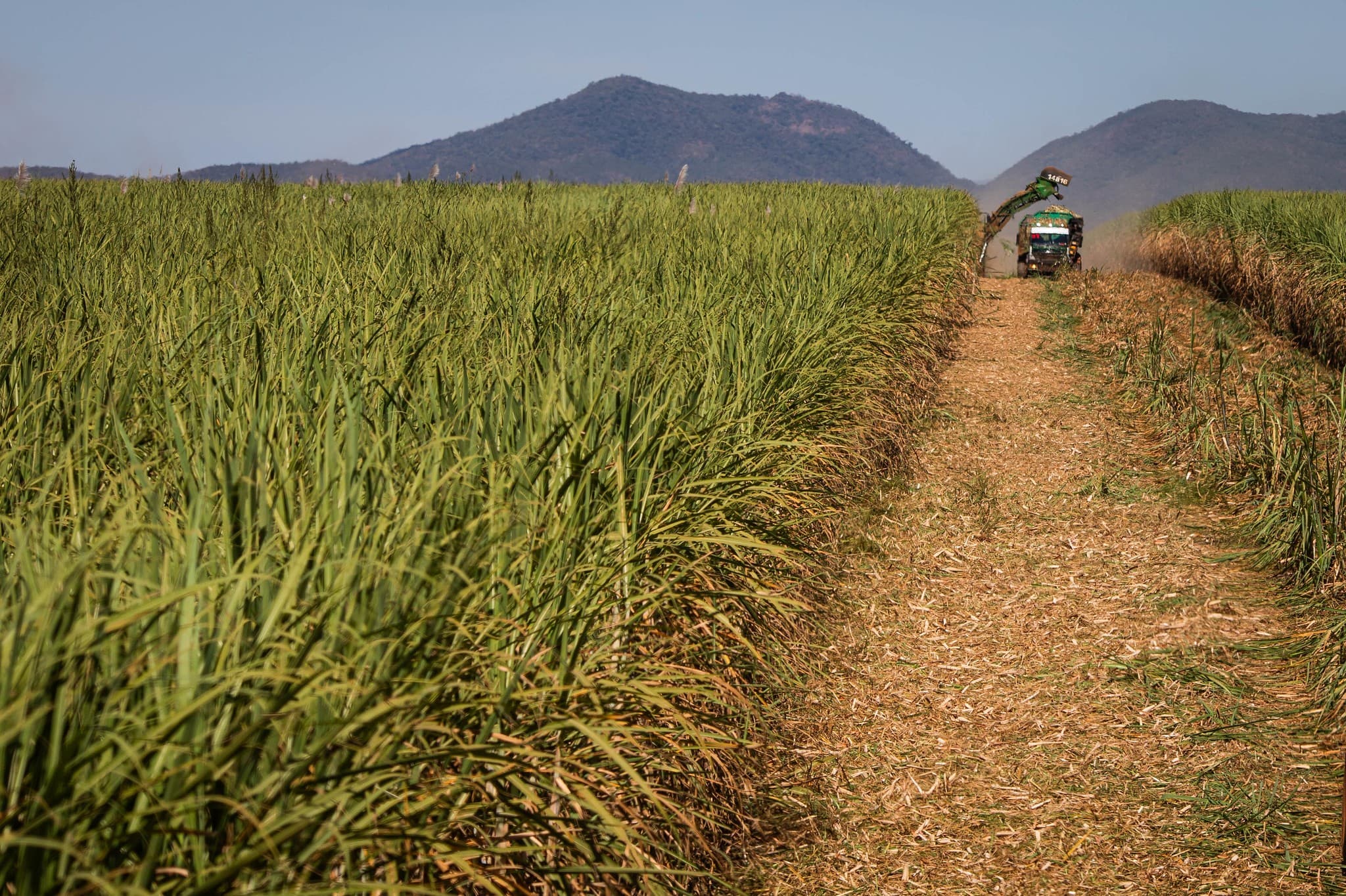 Cana-de-açúcar no Brasil deve ter safra de 705,2 milhões de toneladas