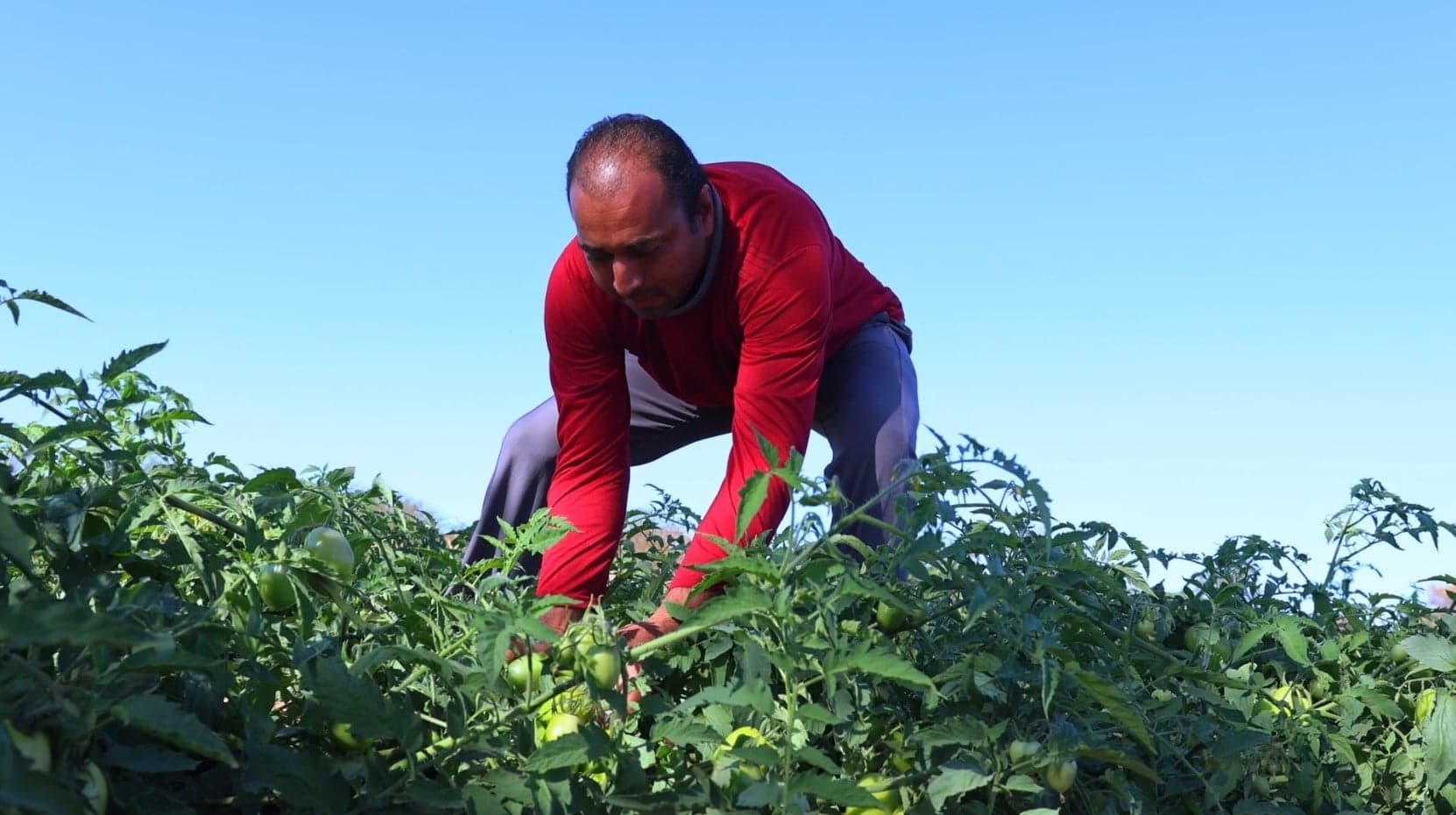 Campanha Agroecológica pede compromisso de candidatos em SP