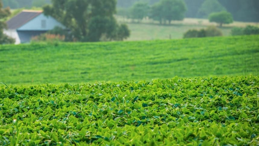 Preços da soja sobem em diferentes regiões do país