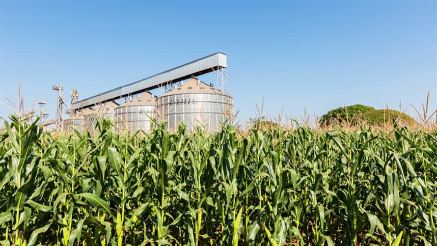 Colheita de milho no Paraná exige atenção dos agricultores
