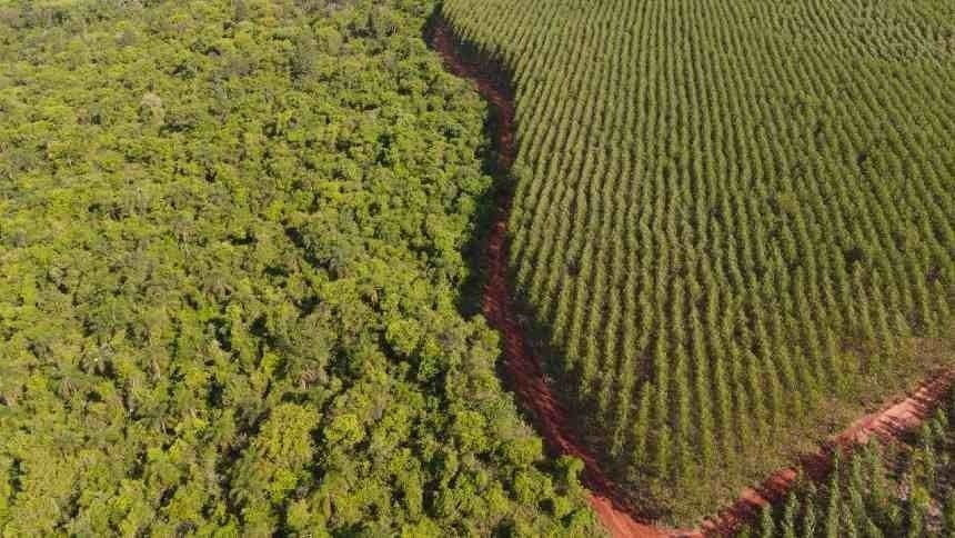 Mato Grosso do Sul lidera aumento de florestas cultivadas com 220 mil hectares