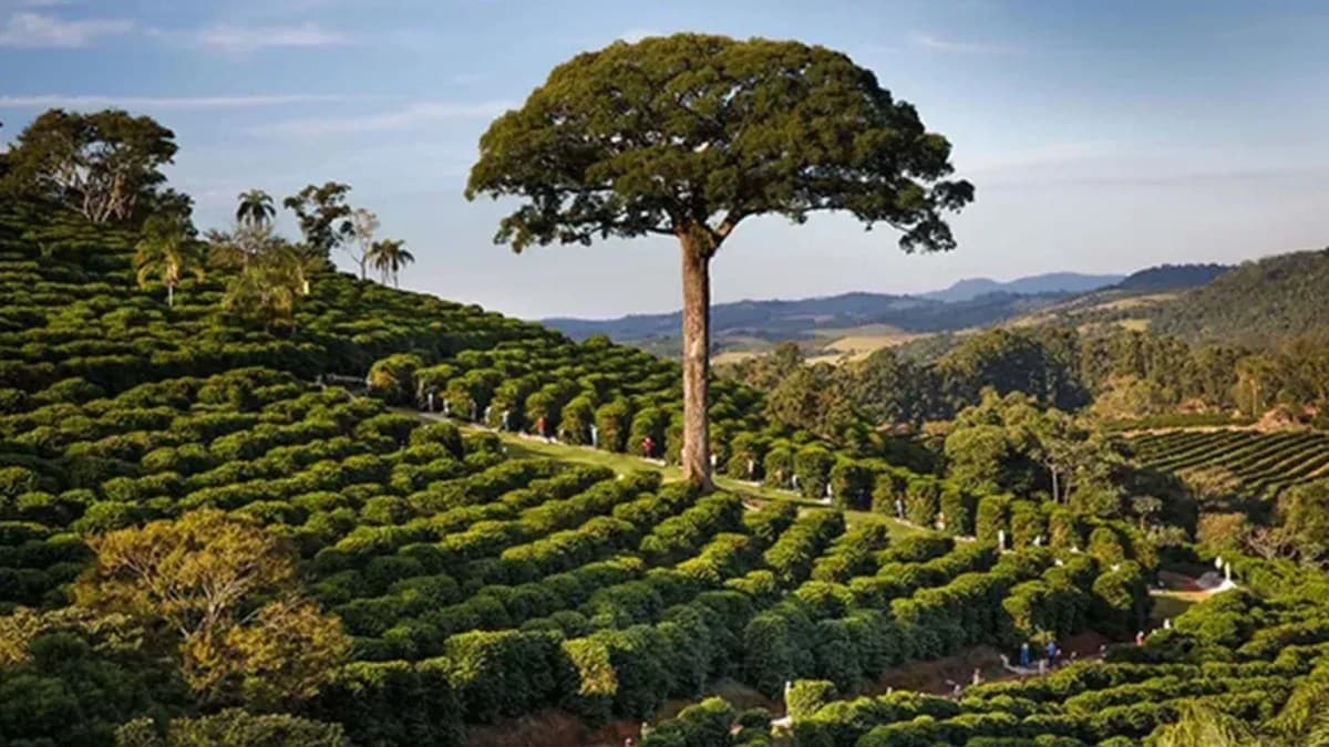 Orfeu Cafés Especiais ganha título vitalício de Lendas da Excelência