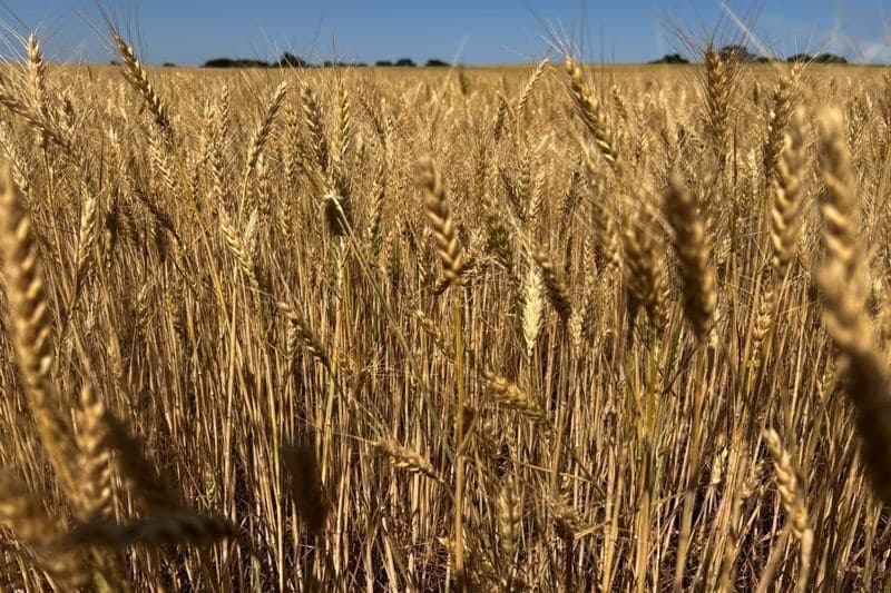 Aumento de empréstimos não tradicionais complica avaliação da dívida agrícola nos EUA